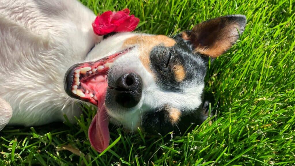 colorful dog lying on grass looking happy