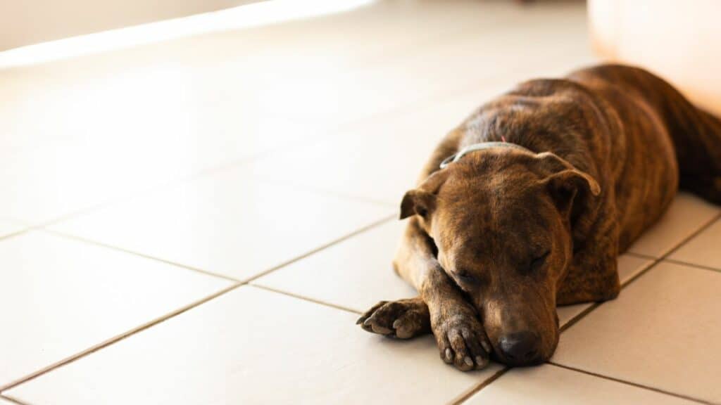 dark brown dog sleeping on floor