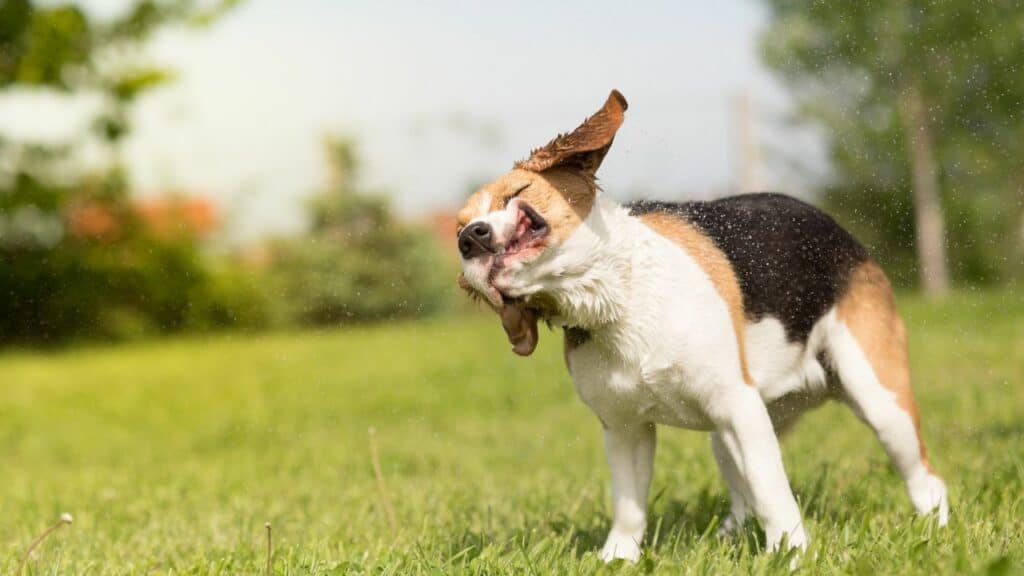 dog standing on grass shaking his head