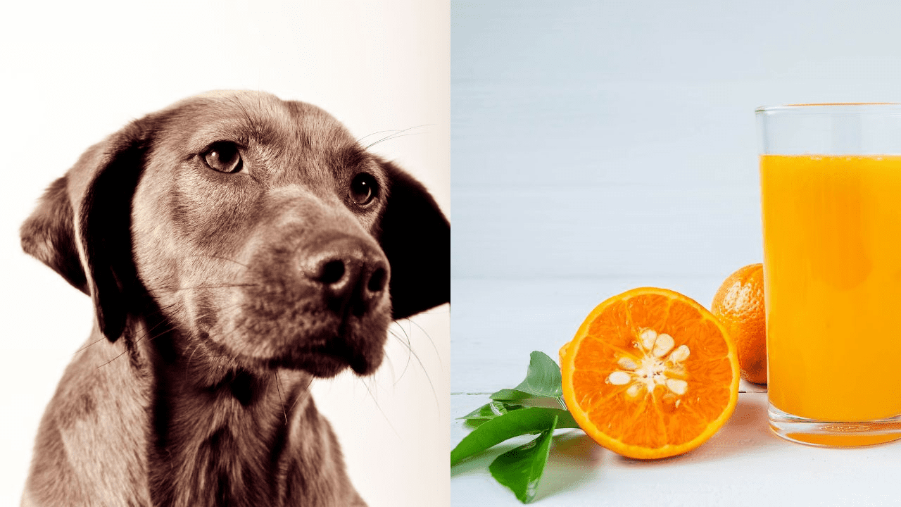 brown dog on left side orange juice on the right side
