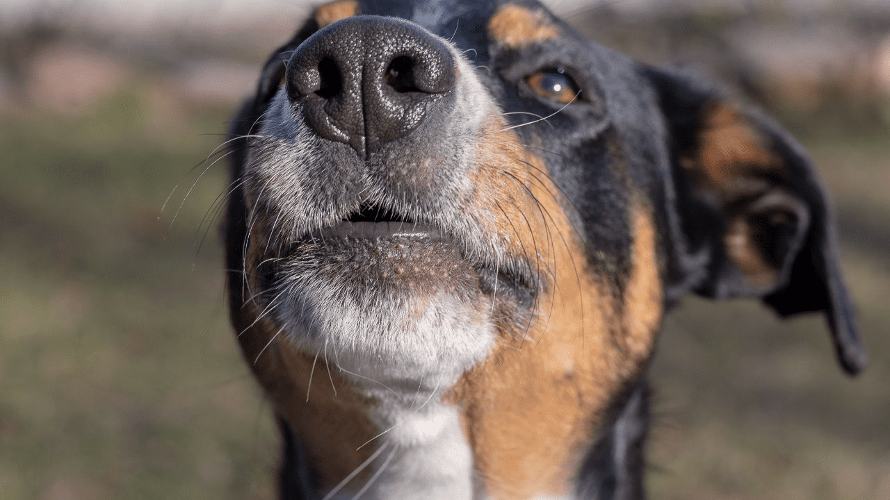older dogs nose