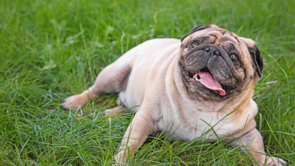 fat pug laying in grass