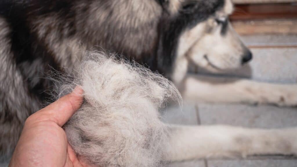 human hand holds a lot of dog fur in hand