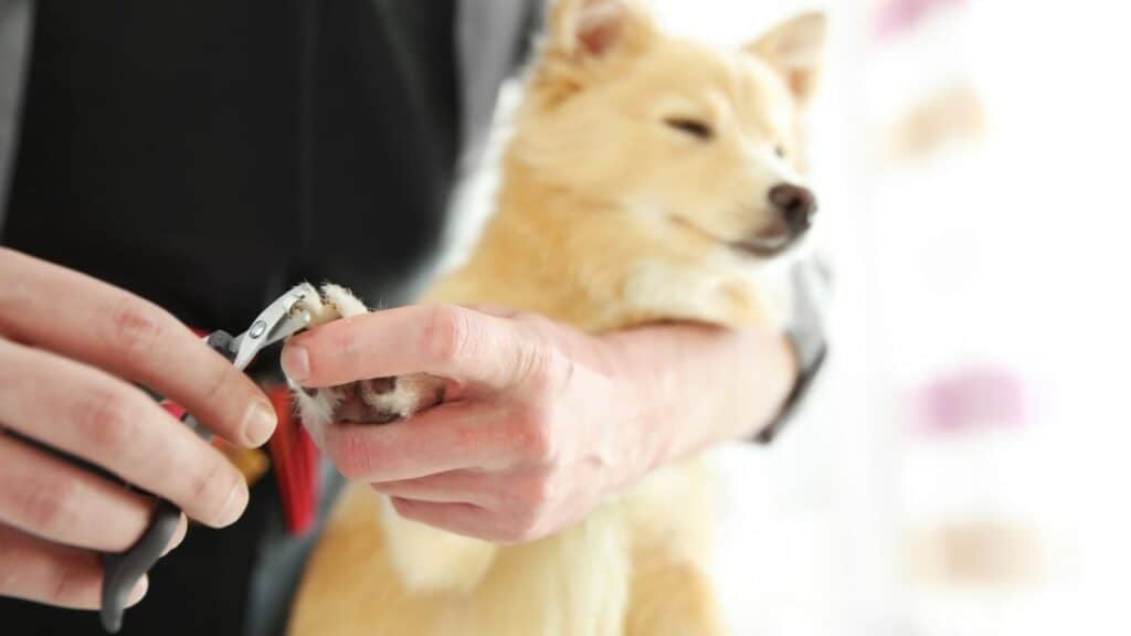 light brown dog getting nails cut