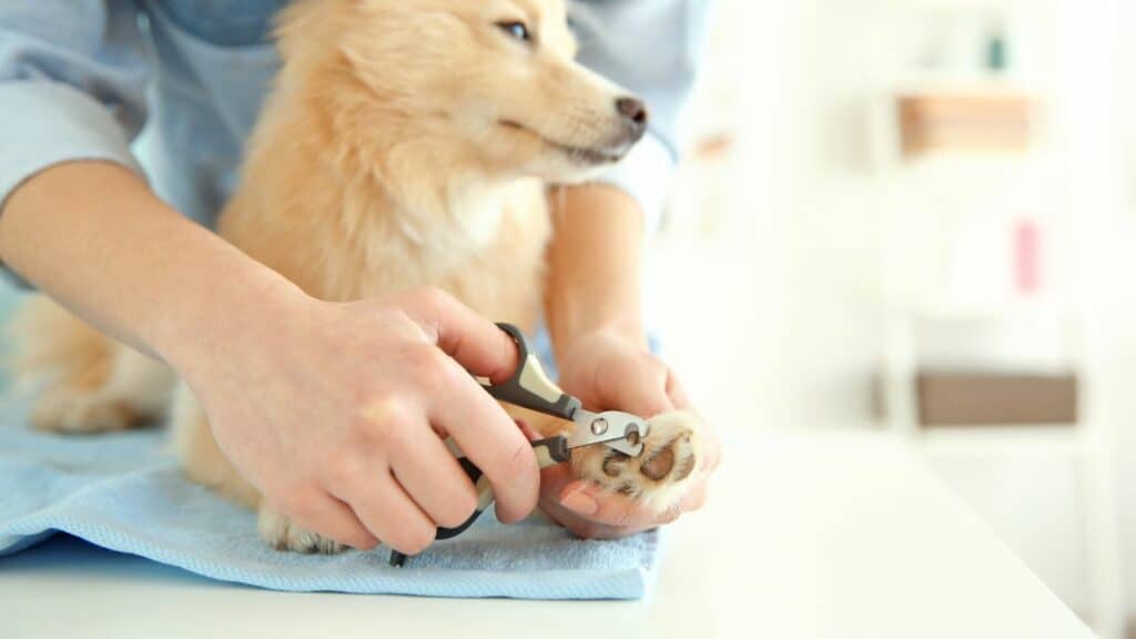 light brown dog getting nails cut by human