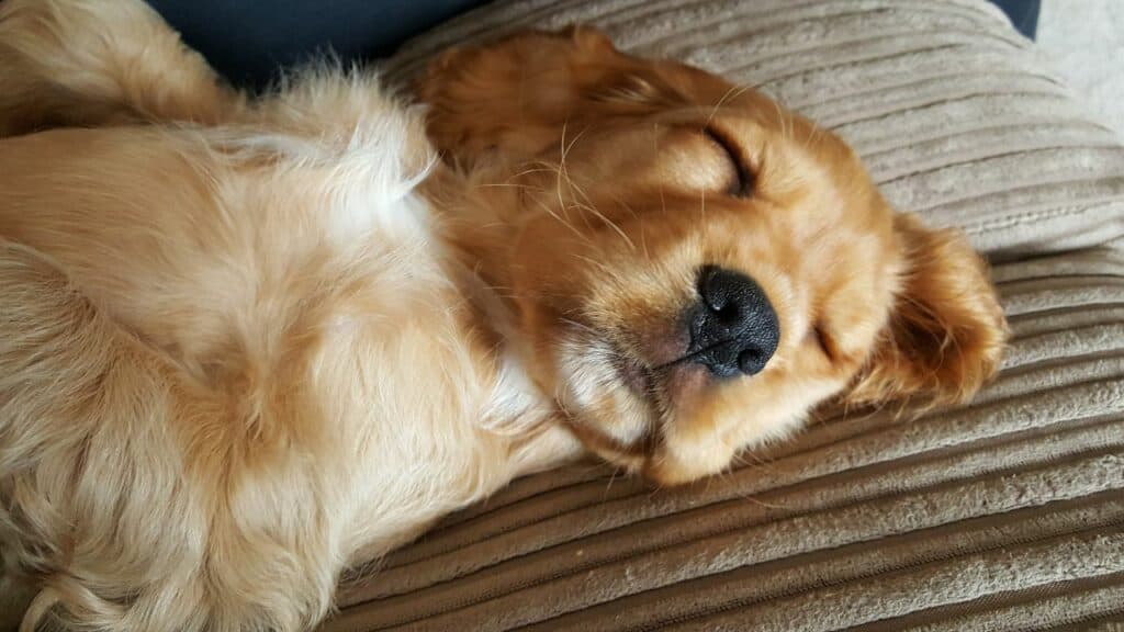 light brown dog sleeping on side looking happy