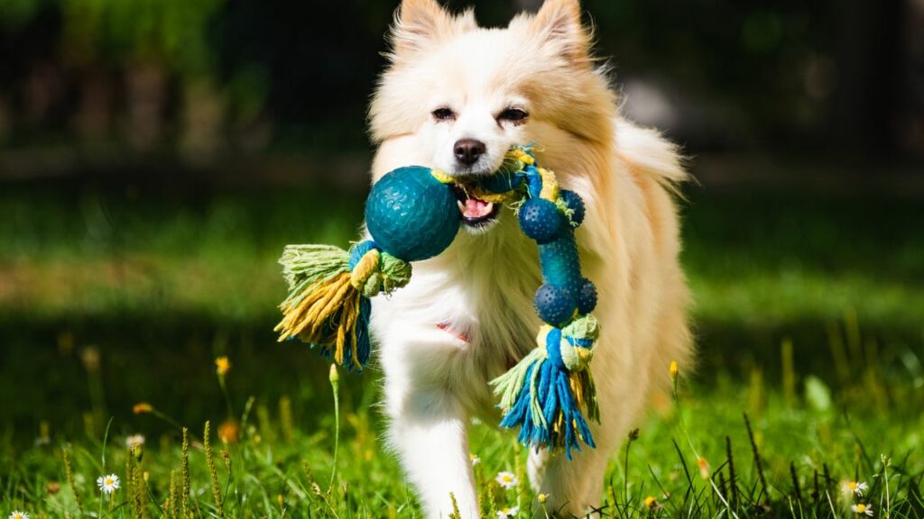 light brown dog with colorful toy