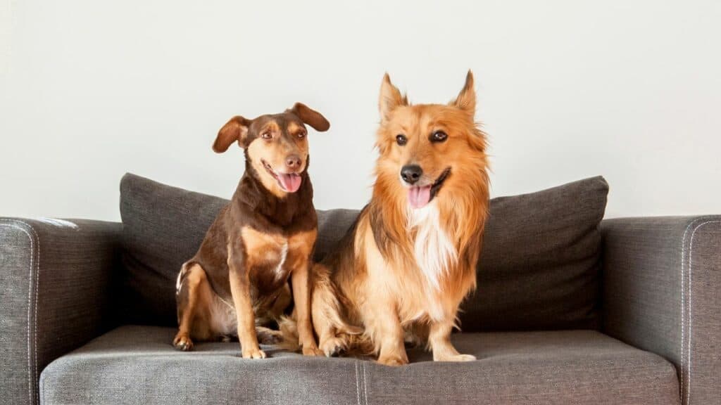 two dogs sitting on a dark couch