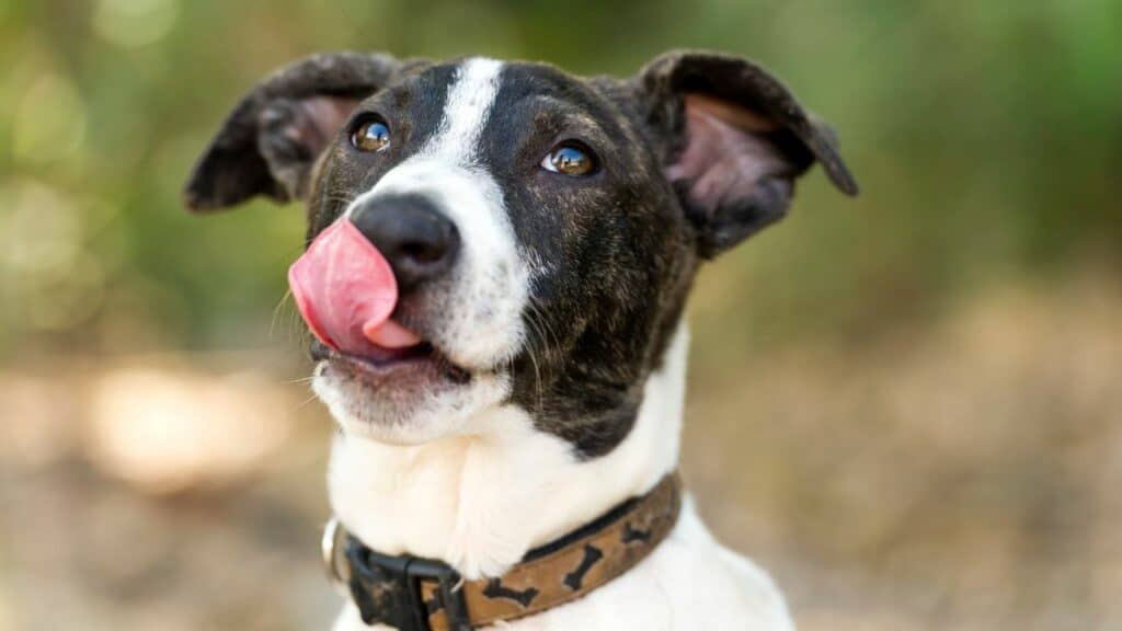 white black dog licking his mouth