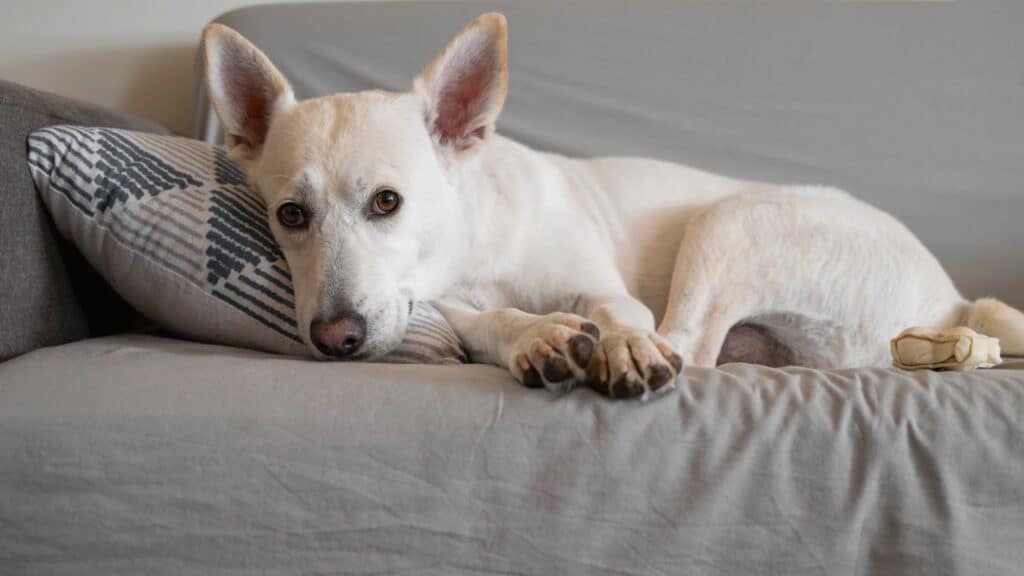 white dog laying on a grey couch on the side