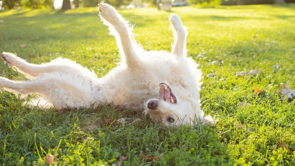 white dog lying on back in grass looking happy