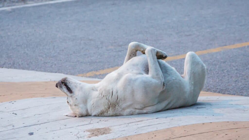 white dog lying on back playing dead