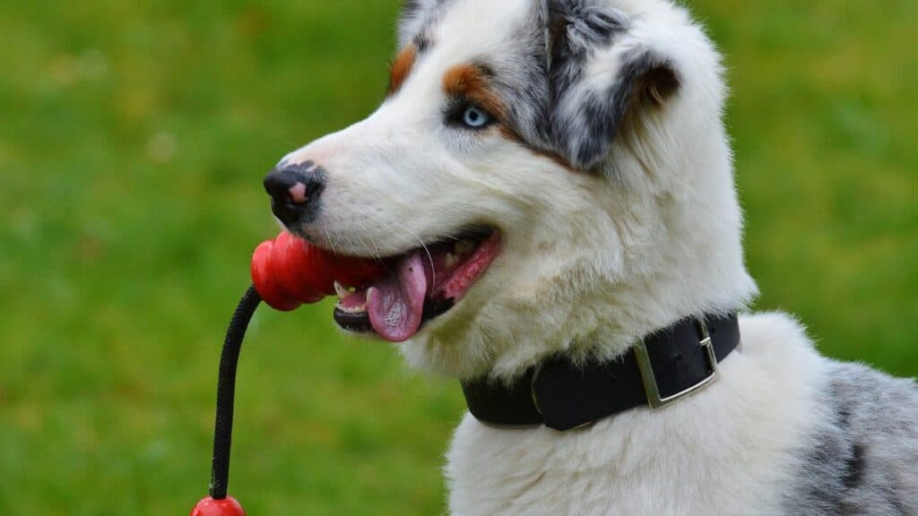 white grey dog with a toy in mouth