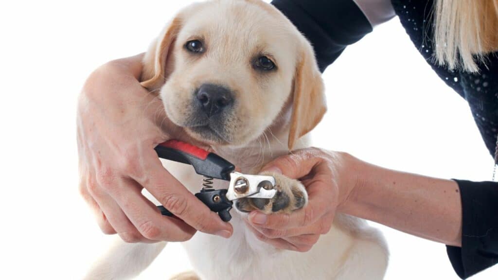 white pup getting nails cut