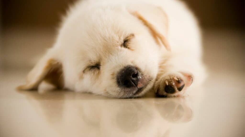 white pup sleeps on floor