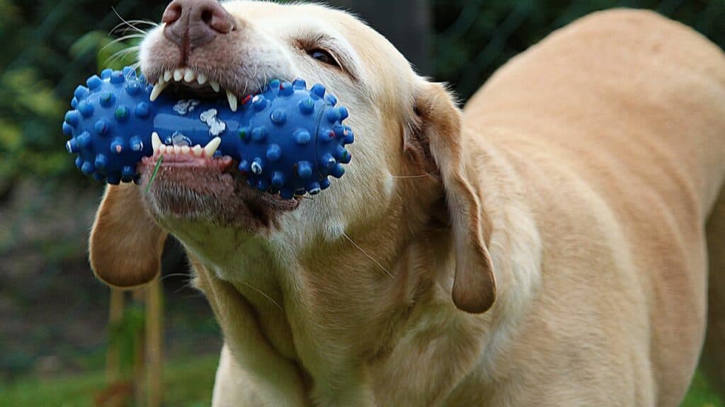 brown-dog-with-blue-toy-in-his-mouth