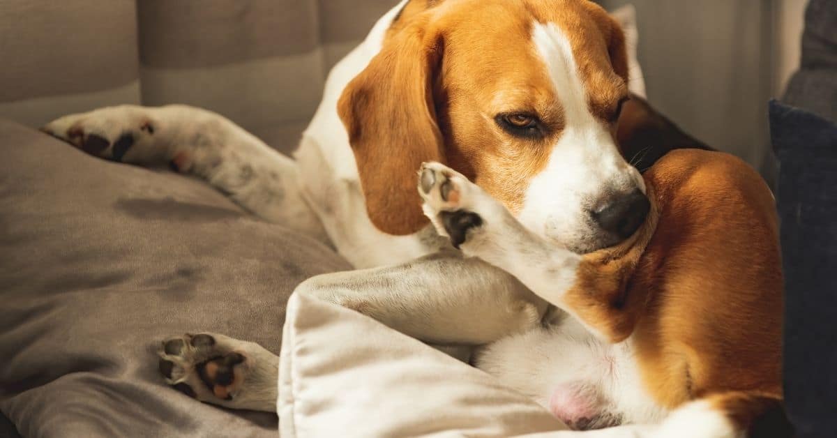 13 Behavioral Problems In Dogs You Need To Know