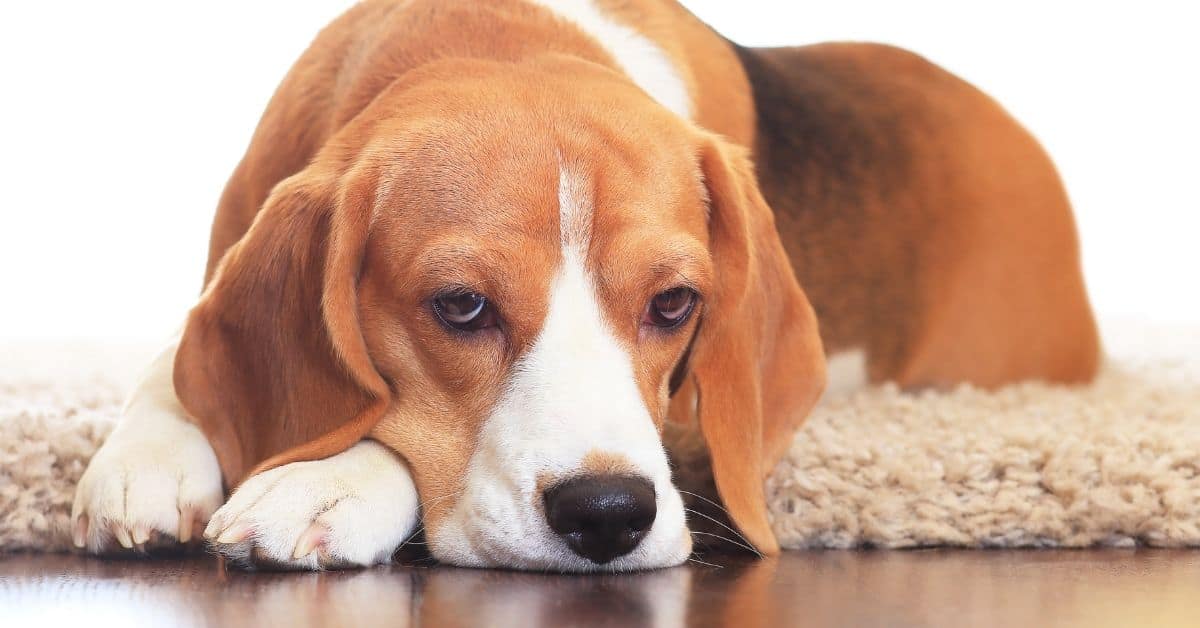 14 Ways You Could Upset Dogs Without Realizing It