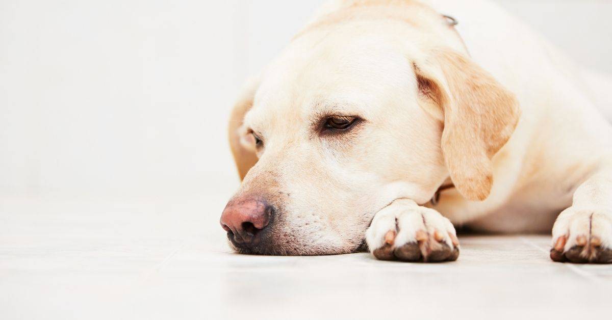 16 Common Things Which Stress Out Dogs
