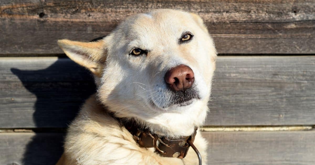 16 Dog Body Languages You Need To Know