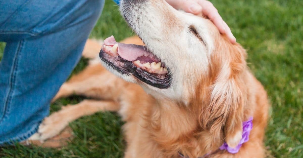 17 Signs You Are Your Dog’s Favorite Person