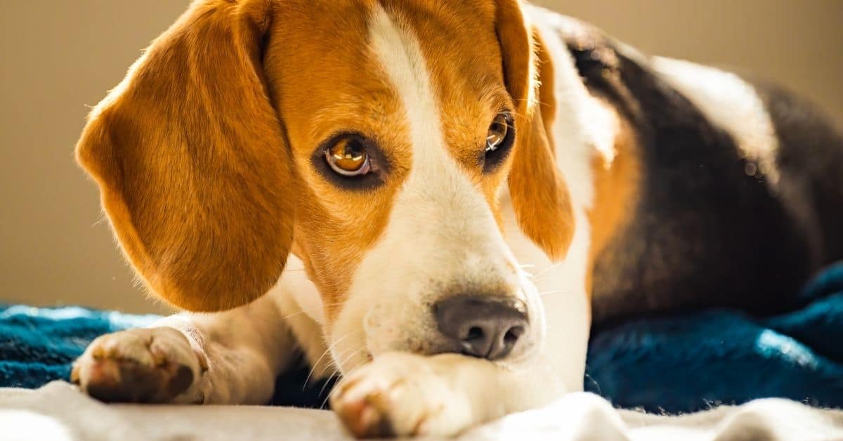 18 Critical Signs Of Stress In A Dog