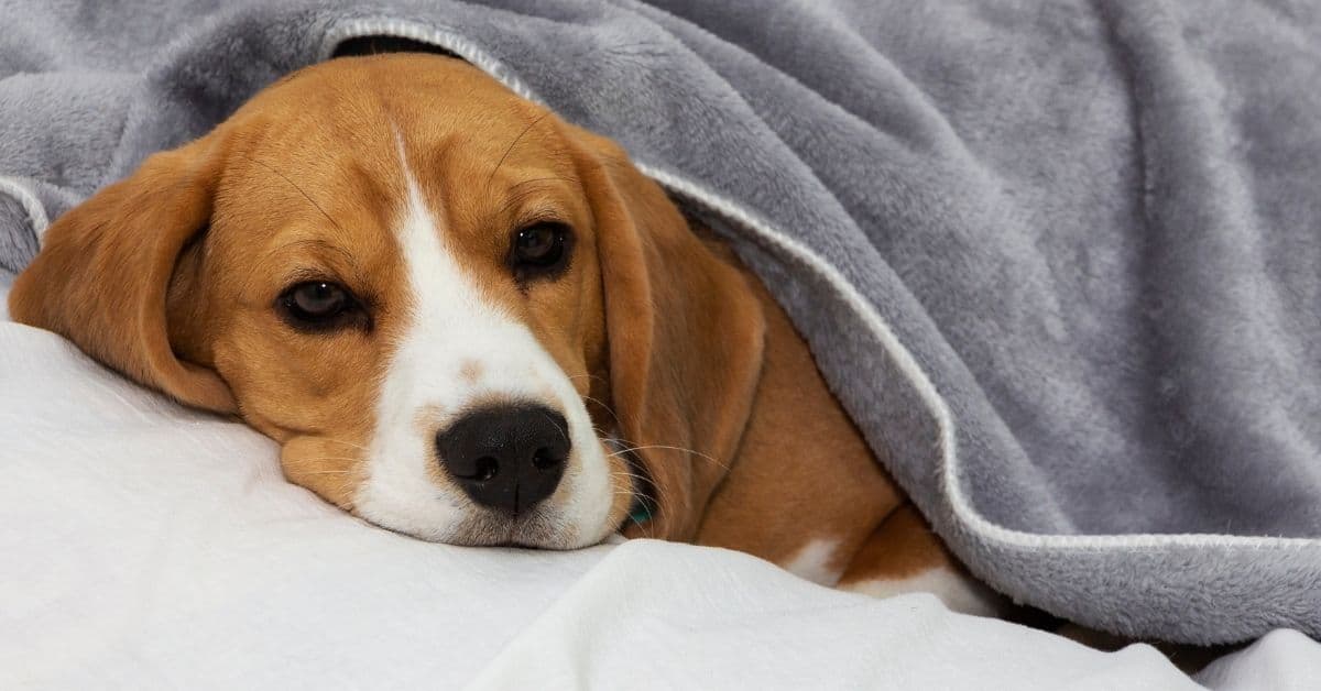 18 Warning Signs Your Dog Is Sick