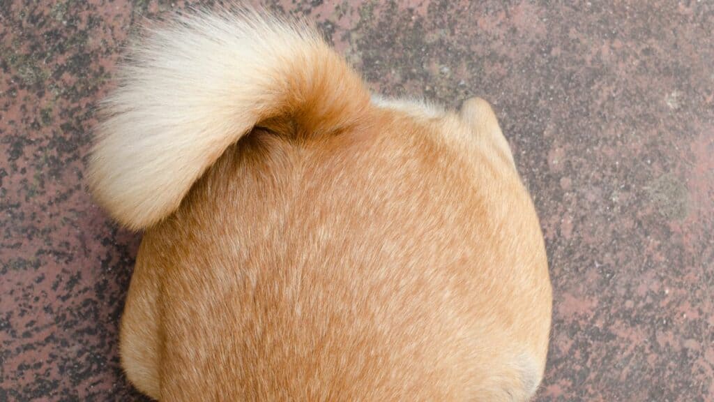 brown-dog-tail-from-above