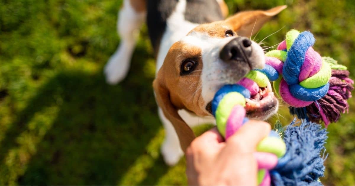 How To Wash Dog Toys The Right Way