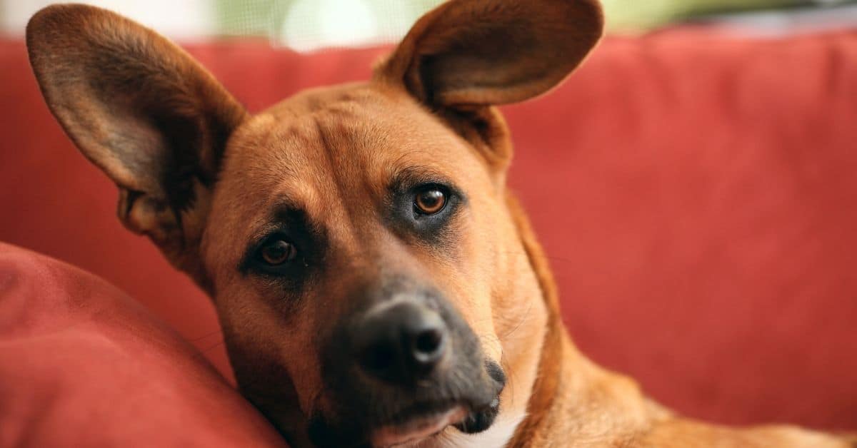 Stop Doing These 17 Things To Your Dog Immediately!