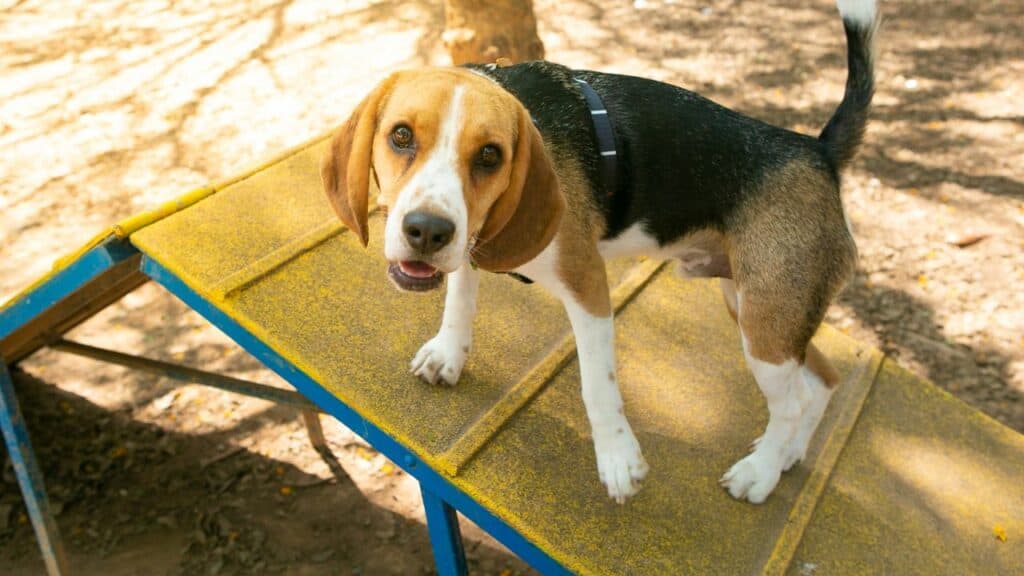 beagle dog during exercise