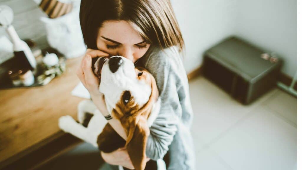 beagle dog getting hugged by a human