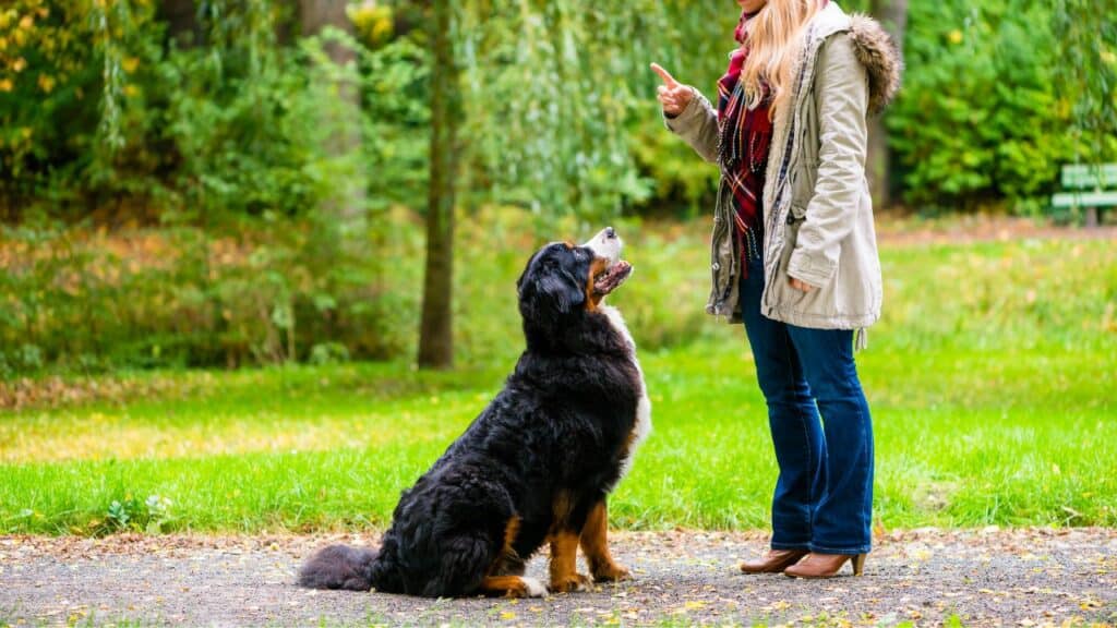 black brown white dog sits in front of a woman in nature