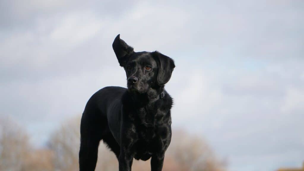 black dog with big ears