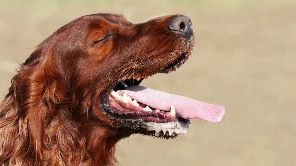 brown dog from the side with wide open mouth