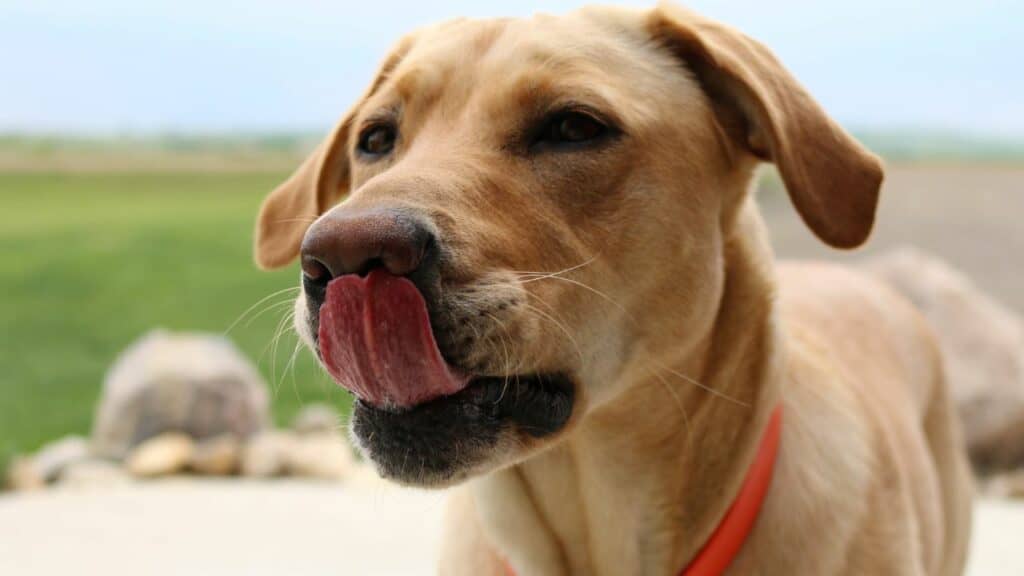 brown dog is licking his lips