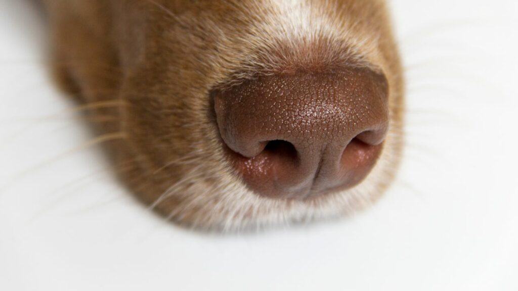 brown dog nose laying on the ground