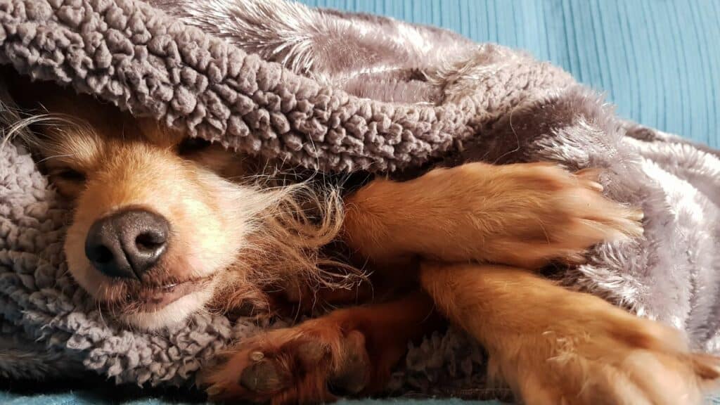 brown dog nose under a blanket