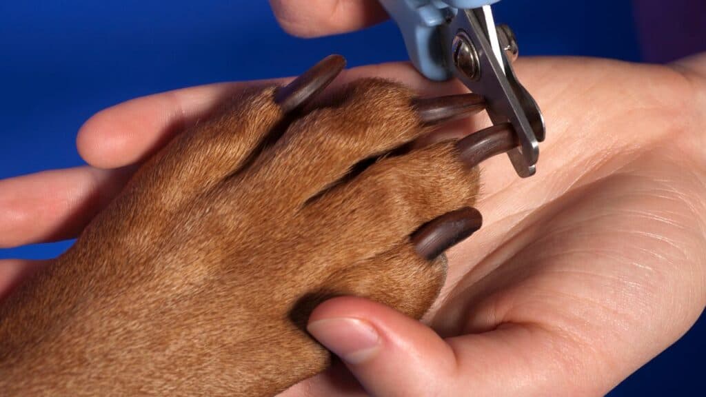 brown dog paw in womans hand with long nails