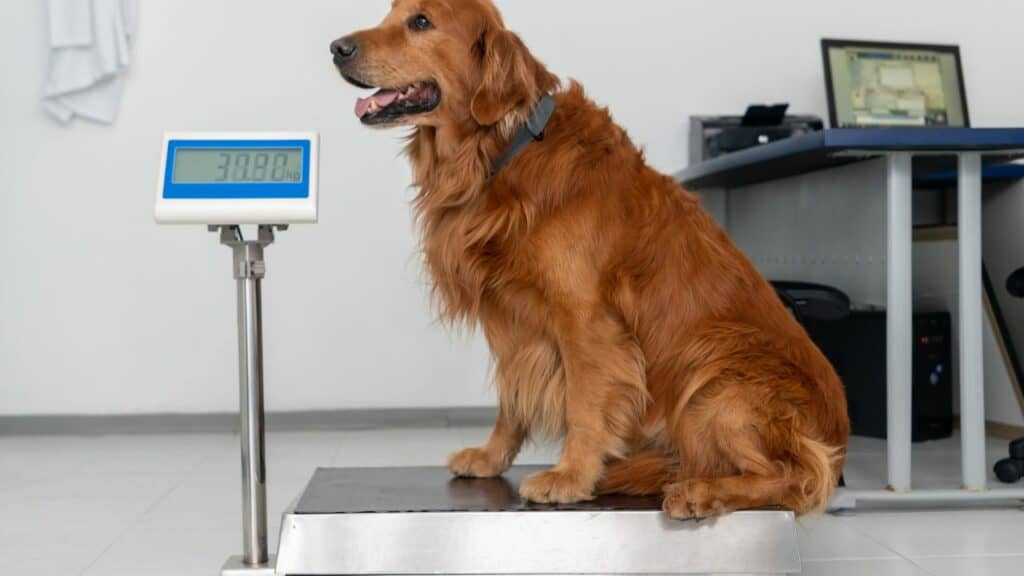 brown dog sitting on a dog scale