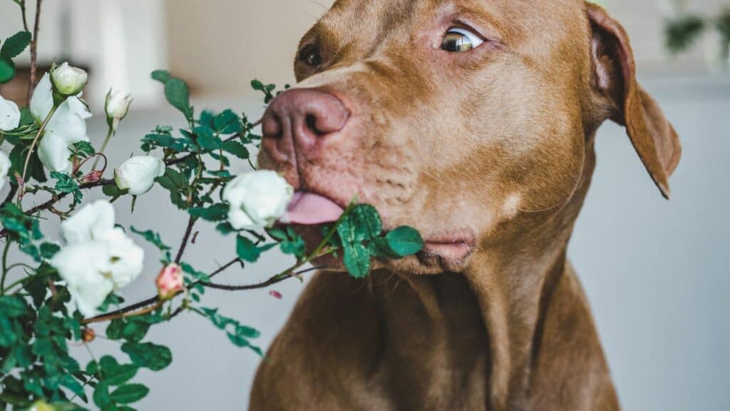 brown dog sniffing on a plant
