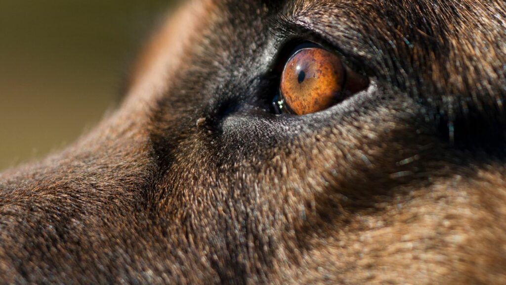 brown dog with brown eyes from near