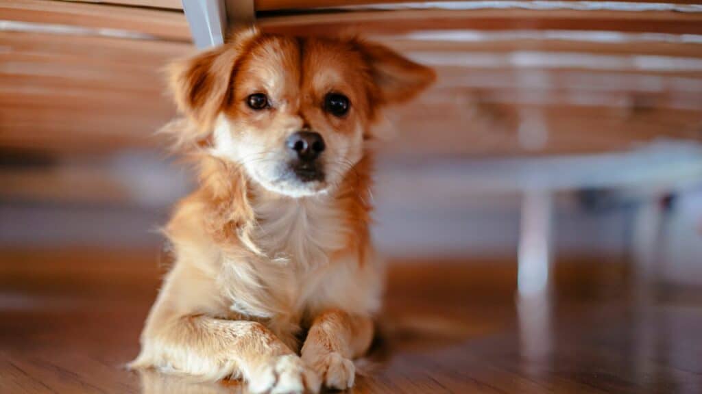 brown little dog laying on the ground under a table