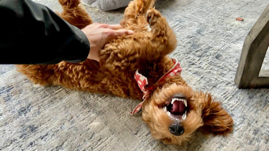 brown little dog on his back getting belly rubs