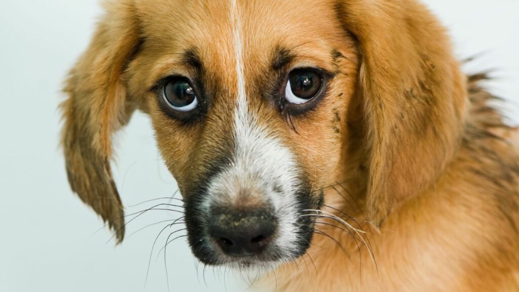 brown sad looking puppy