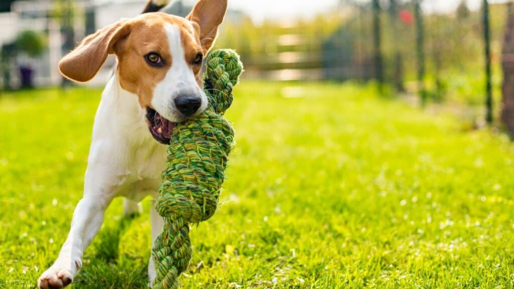 brown white dog running on grass with a toy in mouth