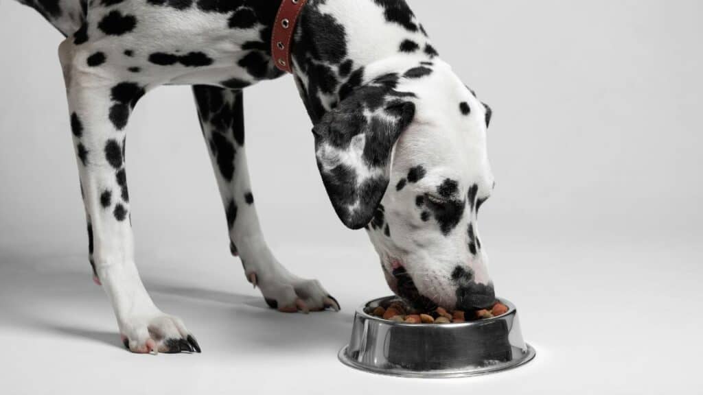 dalmatiner dog eating from a food bowl