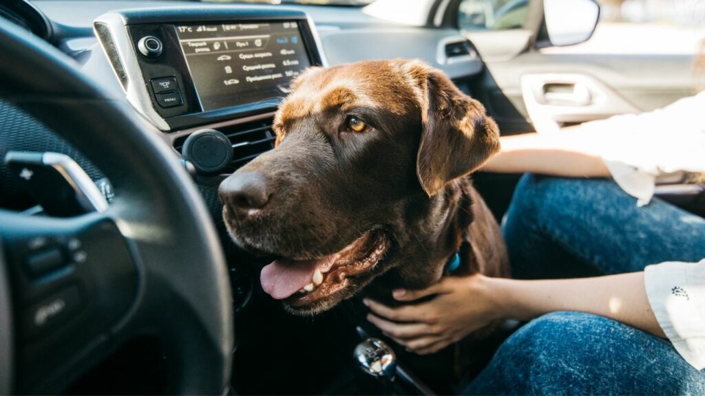 dark brown dog in a car