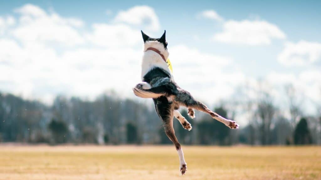 dog from the back jumps in the air