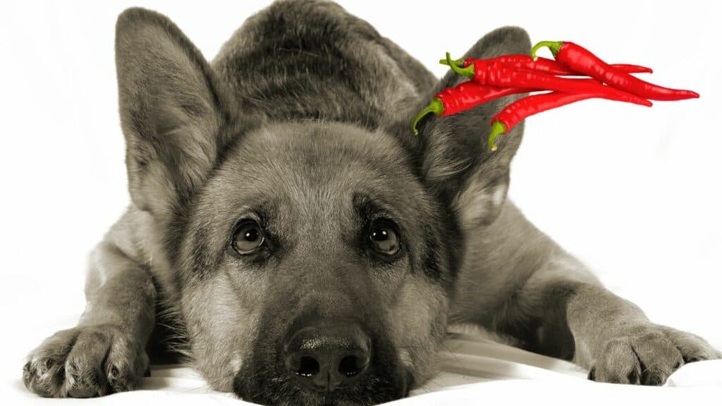 dog image with image of chili peppers
